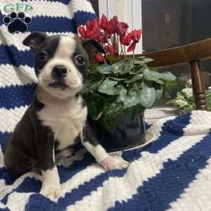 Bert, Boston Terrier Puppy