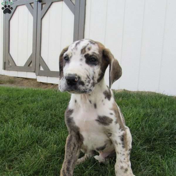 Hudson, Great Dane Puppy