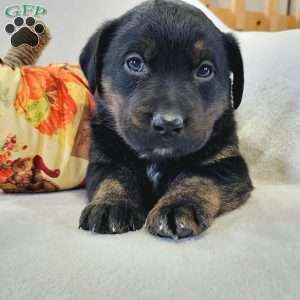 Joey, Labrador Mix Puppy