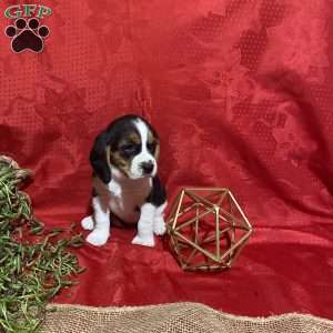 Miley, Beagle Puppy