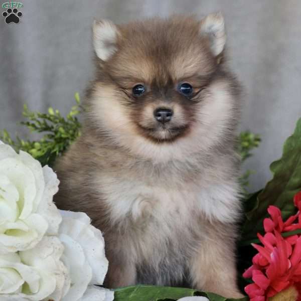 Polly, Pomeranian Puppy