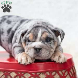 Platinum, English Bulldog Puppy