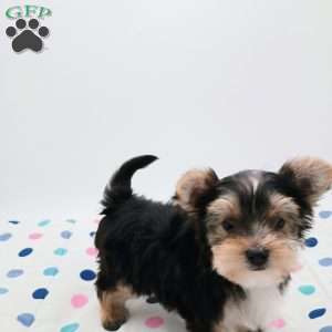 Marshall, Yorkie Poo Puppy