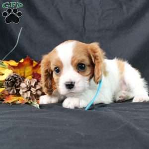 Happy, Cavalier King Charles Spaniel Puppy