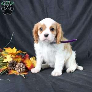 Hannah, Cavalier King Charles Spaniel Puppy