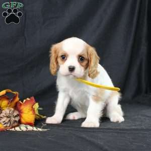 Honeydew, Cavalier King Charles Spaniel Puppy