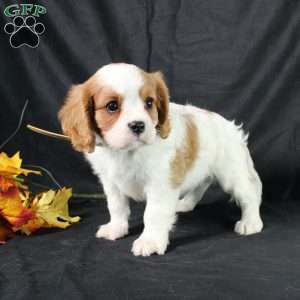 Henry, Cavalier King Charles Spaniel Puppy