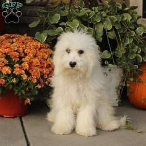 Kent, Miniature Poodle Puppy