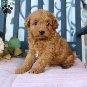 Malachi, Mini Goldendoodle Puppy