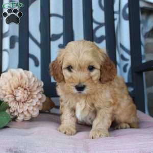 Matt, Mini Goldendoodle Puppy