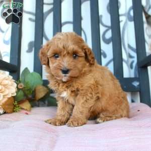 Michelle, Mini Goldendoodle Puppy