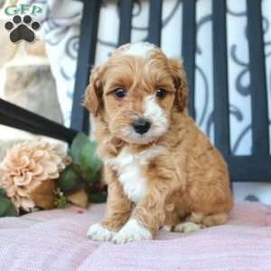 Makayla, Mini Goldendoodle Puppy