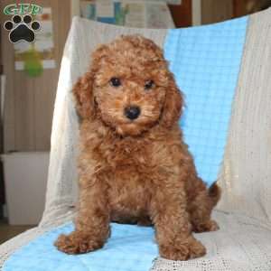 Braden, Mini Goldendoodle Puppy