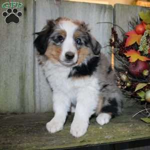 Kali, Miniature Australian Shepherd Puppy