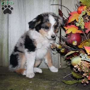 Kasper, Miniature Australian Shepherd Puppy