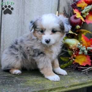 Leah, Miniature Australian Shepherd Puppy