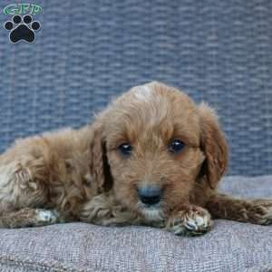 Prince, Mini Goldendoodle Puppy