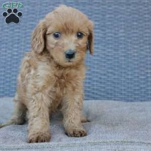 Rosie, Mini Goldendoodle Puppy