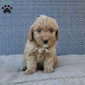 Coy, Mini Goldendoodle Puppy