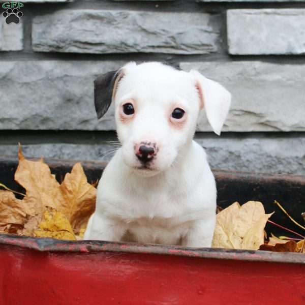 Lilly, Jack Russell Terrier Puppy