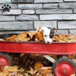 Buster, Jack Russell Terrier Puppy