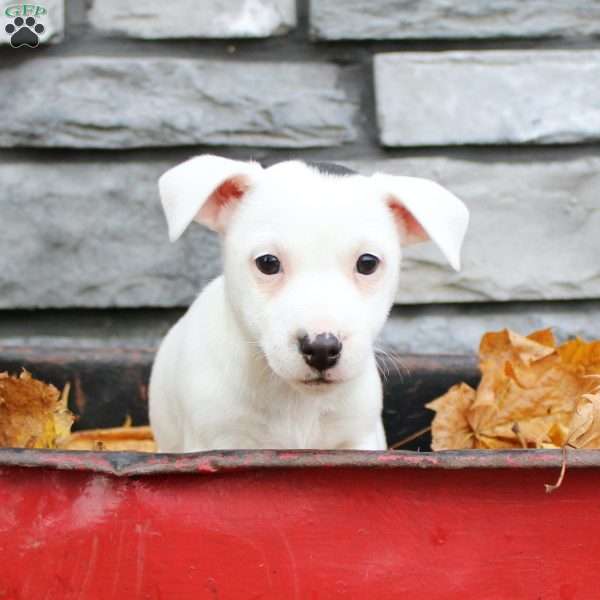 Georgie, Jack Russell Terrier Puppy