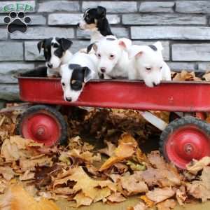 Lilly, Jack Russell Terrier Puppy