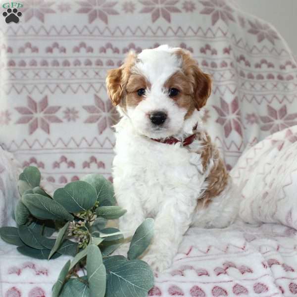 Teddy, Mini Aussiedoodle Puppy