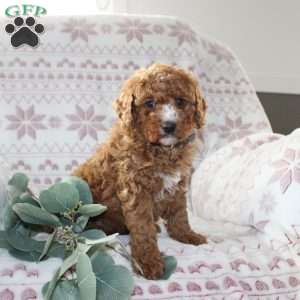 Ruby, Mini Aussiedoodle Puppy