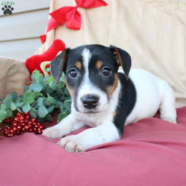 Elam, Jack Russell Terrier Puppy