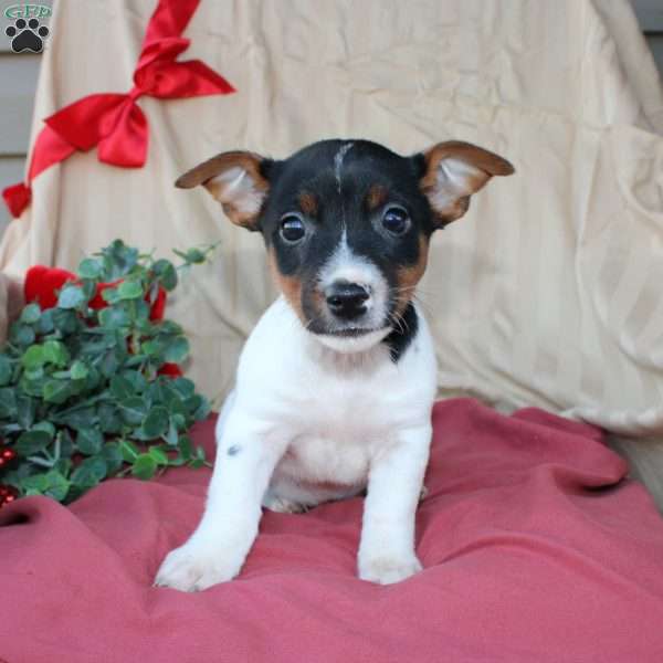 Everly, Jack Russell Terrier Puppy