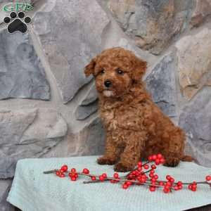 Junior, Toy Poodle Puppy