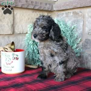 Kenny, Mini Labradoodle Puppy