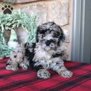 Kale, Mini Labradoodle Puppy