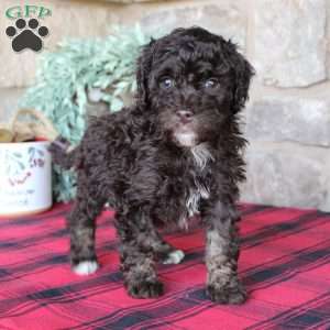 Kendra, Mini Labradoodle Puppy