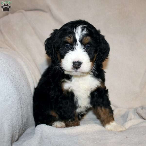 Emma, Mini Bernedoodle Puppy