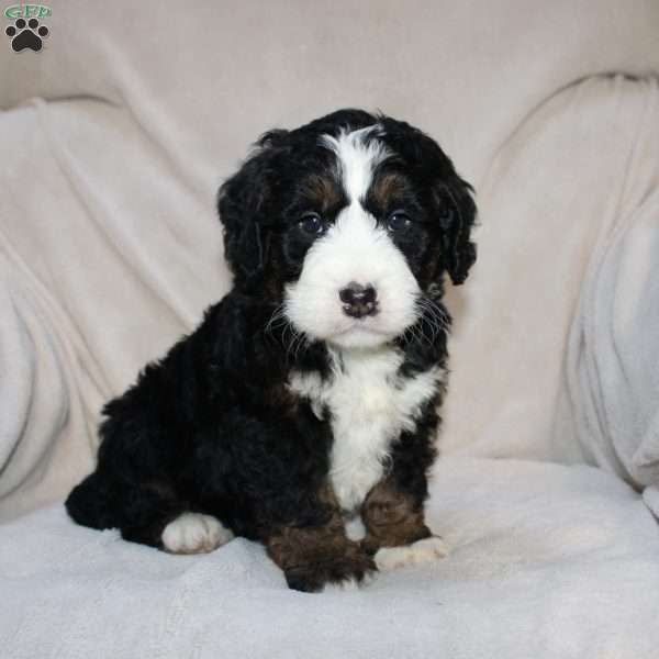 Ethan, Mini Bernedoodle Puppy