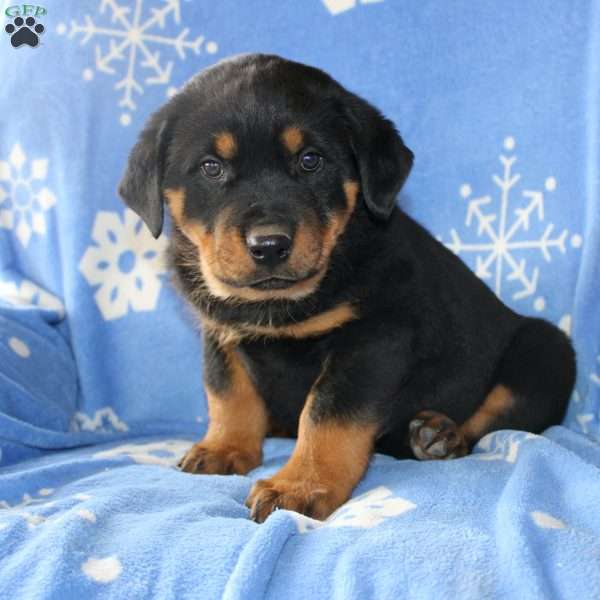 Daisy, Rottweiler Puppy