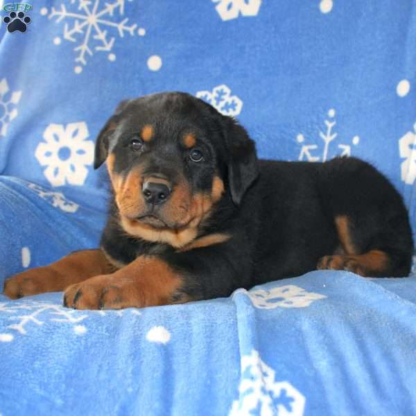 David, Rottweiler Puppy