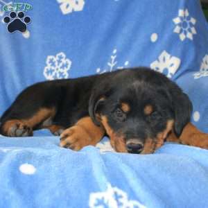 Dolly, Rottweiler Puppy