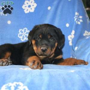 Dora, Rottweiler Puppy