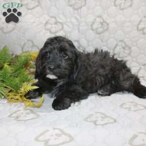 Charlie, Cavapoo Puppy