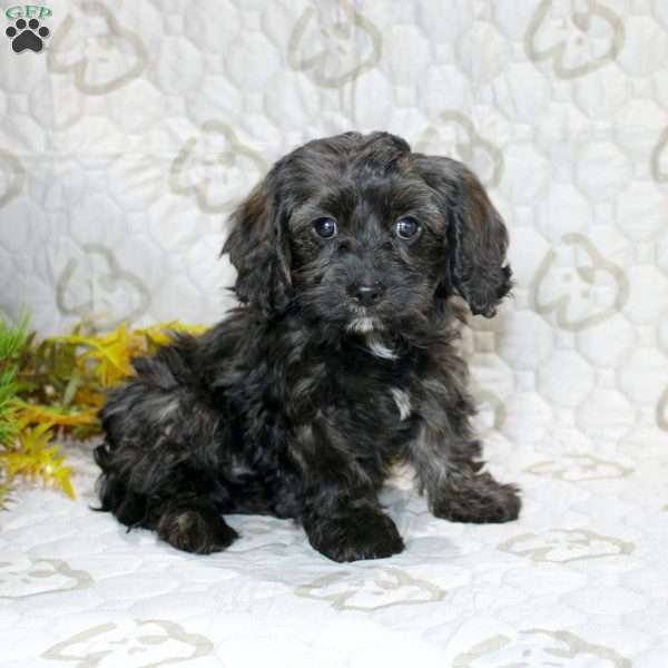 Cathy, Cavapoo Puppy