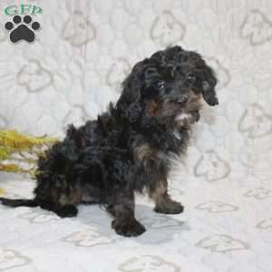 Calvin, Cavapoo Puppy