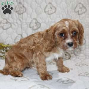 Cody, Cavapoo Puppy