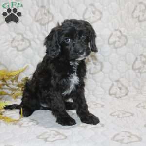 Colton, Cavapoo Puppy