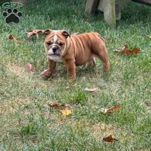 Paris, English Bulldog Puppy