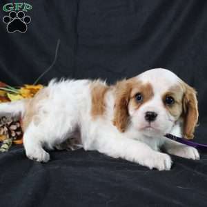 Hannah, Cavalier King Charles Spaniel Puppy