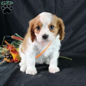 Hailey, Cavalier King Charles Spaniel Puppy