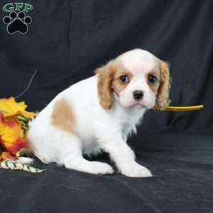 Honeydew, Cavalier King Charles Spaniel Puppy